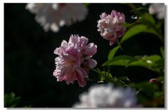芍药（十一）