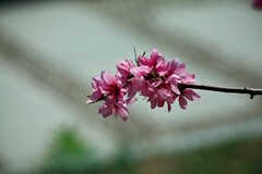 随拍——仲春的花儿