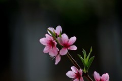 随拍——仲春的花儿
