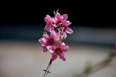 随拍——仲春的花儿