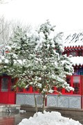 【视觉光影】瑞 雪 泉 城 （22）