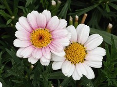拍摄花卉一（1051）