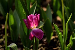 2026花卉植物赏析——郁金香【11】