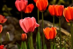 2026花卉植物赏析——郁金香【11】