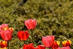 2026花卉植物赏析——郁金香【11】