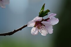 2026桃花（7）