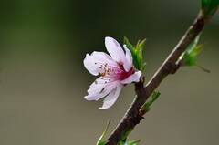 2026桃花（7）