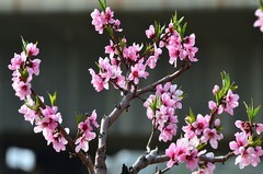 2026桃花（8）