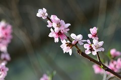 2026桃花（8）
