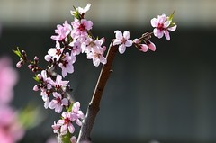 2026桃花（8）