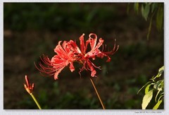 石蒜花+月季花【丙午年-291】