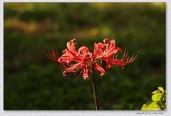 石蒜花+月季花【丙午年-291】