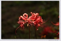石蒜花+月季花【丙午年-292】