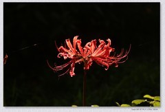 石蒜花+月季花【丙午年-292】