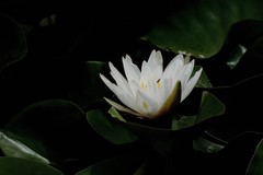 一组白睡莲