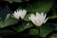 一组白睡莲