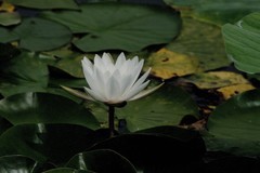 一组白睡莲