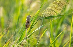 震旦鸦雀（十五）