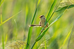 震旦鸦雀（十五）