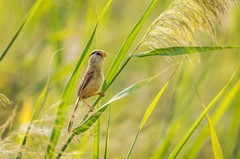震旦鸦雀（十五）