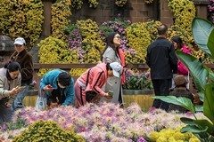 秋花杂拍：成都人民公园《菊   花 》