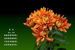 秋花杂拍：成都人民公园《菊   花 》