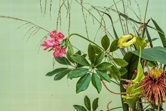 秋花杂拍：成都人民公园《菊   花 》