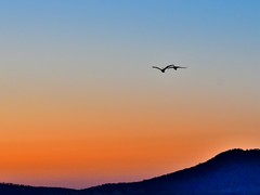 【视觉光影】美 丽 的 大 天 鹅 （36）