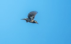 灰椋鸟（十五）