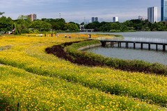 海珠湖随拍-3