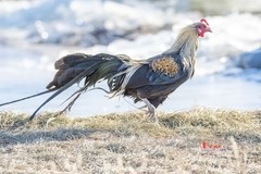 日本长尾鸡（10）