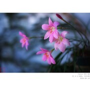 韭兰（风雨兰）