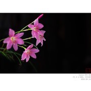 韭兰（风雨兰）