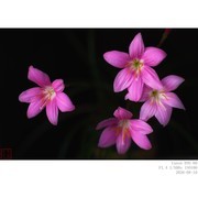 韭兰（风雨兰）