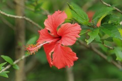 拍摄花卉一（700）