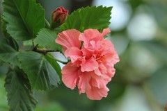 拍摄花卉一（700）