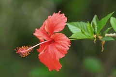 拍摄花卉一（700）