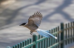 灰喜鹊（三十六）