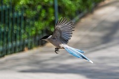 灰喜鹊（三十六）