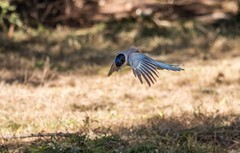 灰喜鹊（三十六）