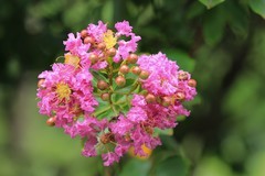 拍摄花卉一（795）