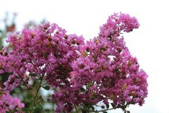 拍摄花卉一（795）