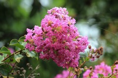 拍摄花卉一（795）