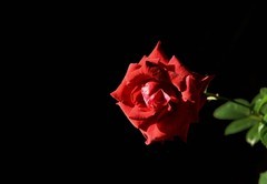 2025花卉植物赏析【27】