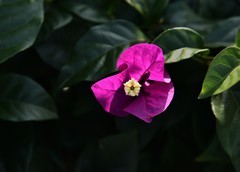 2025花卉植物赏析【27】