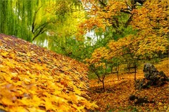 2025年第0789贴-紫竹院公园风光纪实拍（1115）