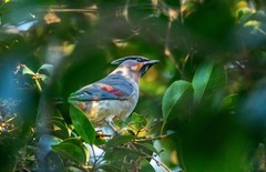 太平鸟（二十五）