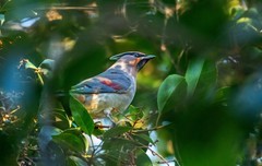 太平鸟（二十五）
