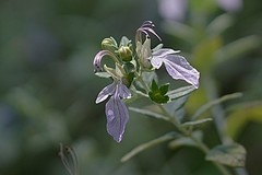 水果蓝（四~完）