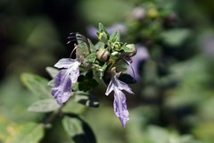 水果蓝（四~完）